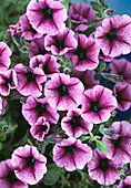 Petunia 'Happy Dream'