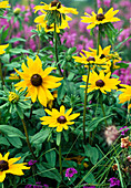 Rudbeckia hirta 'Meine Freude'