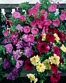 Petunia hybrid mix