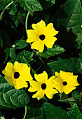 Thunbergia alata (Schwarzäugige Susanne) mit gelben Blüten