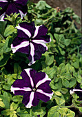 Petunia f1 Nana 'Superflag' Blue (White)