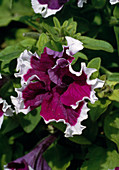 Petunia hybr. 'Velvet Picotee'