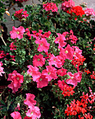 Petunia hybrid