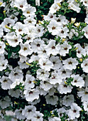 Surfinia Petunia 'White'