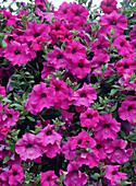 Surfinia Petunia 'Shihi Purple'