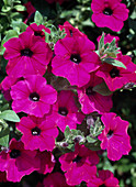 Petunia Surfinia 'Revolution'