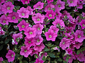 Petunia Wave 'Rose'