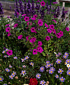 Petunia violacea