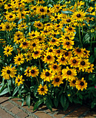 Rudbeckia hirta