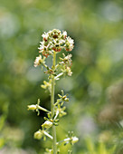 Reseda odorata