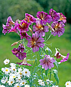 Salpiglossis sinuata