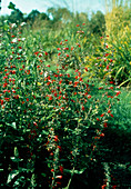 Salvia coccinea