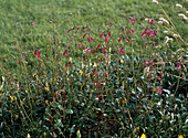 Salvia buchananii