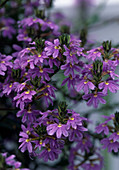 Scaevola saligna 'Blue Wonder'