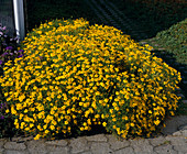 Tagetes tenuifolia