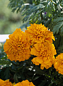 Tagetes patula nana