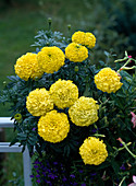 Tagetes erecta 'First Lady'