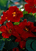 Tropaeolum majus