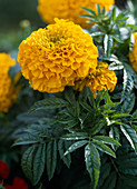 Tagetes erecta 'Perfection Gold'