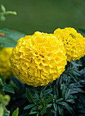 Tagetes erecta 'First Lady'