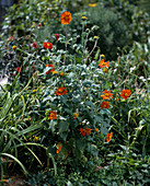 Tithonia speciosa