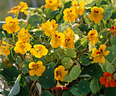 Tropaeolum majus