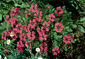 Verbena canadensis