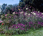 Verbena bonariensis (Hohes Eisenkraut), Blüte Juli-Okt