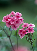 Verbena temari 'Cleopatra'