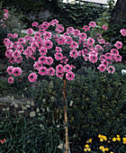 Verbena tenare 'Cleopatra'