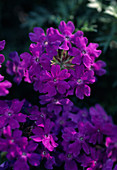 Verbena hybr. 'Tapien'