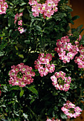 Verbena Hybrid