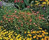 Zinnia Violacea 'Liliput'