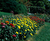 Zinnia elegans 'Yellow Ruffles'