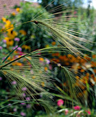 Hordeum jubatum