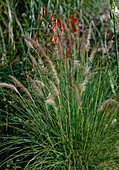 Pennisetum rueppelianum