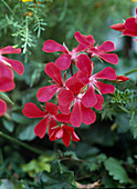 Pelargonium peltatum (Hängegeranie)