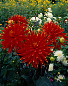 Dahlia 'Vulkan'