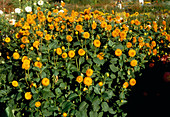 Pompon dahlia 'Bantling'