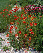 Papaver rhoeas (corn poppy) on the gravel path