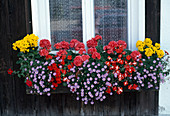 Impatiens walleriana 'Belizzy Red Star'