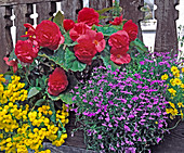 Begonia Tuberhybrida 'Nonstop Cherry Pink', Calceolaria, Lobelia