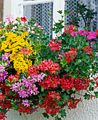 Balcony box with geraniums