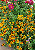 Zinnia (zinnias) in a border