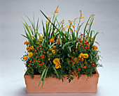 Tagetes