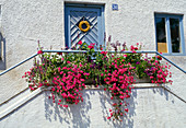 House entrance with verbena