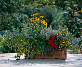 Salvia patens, Rudbeckia, Dianthus, Santolina