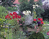 Nicotiana 'Dianthus', Salvia, Lobelia, Lily, Fuchsia, Dimorphotheca