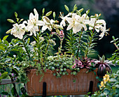 Lilium (Lilies), Sedum Hybrid (Stonecrop)