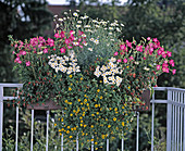 Nicotiana X sanderae 'Gnom Violett', Cuphea ignea 'Medaillon', Argyranthemum frutescens 'Silver Leaf' und Sanvitalia